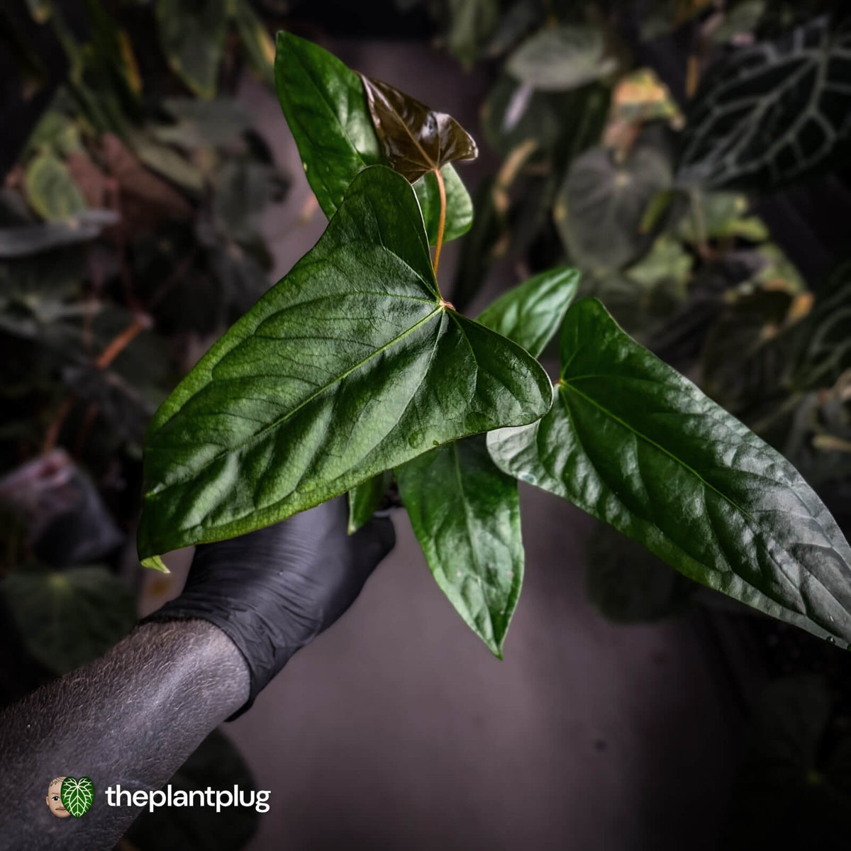 Anthurium sp. 'Trilobe' x dressleri