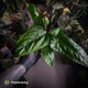 Anthurium sp. 'Trilobe' x dressleri