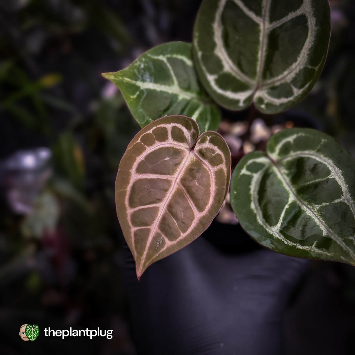 Anthurium ('SKG Silver' x 'Red Crystal') x ('Michelle' f2)