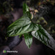 Anthurium sp. 'Trilobe' x dressleri