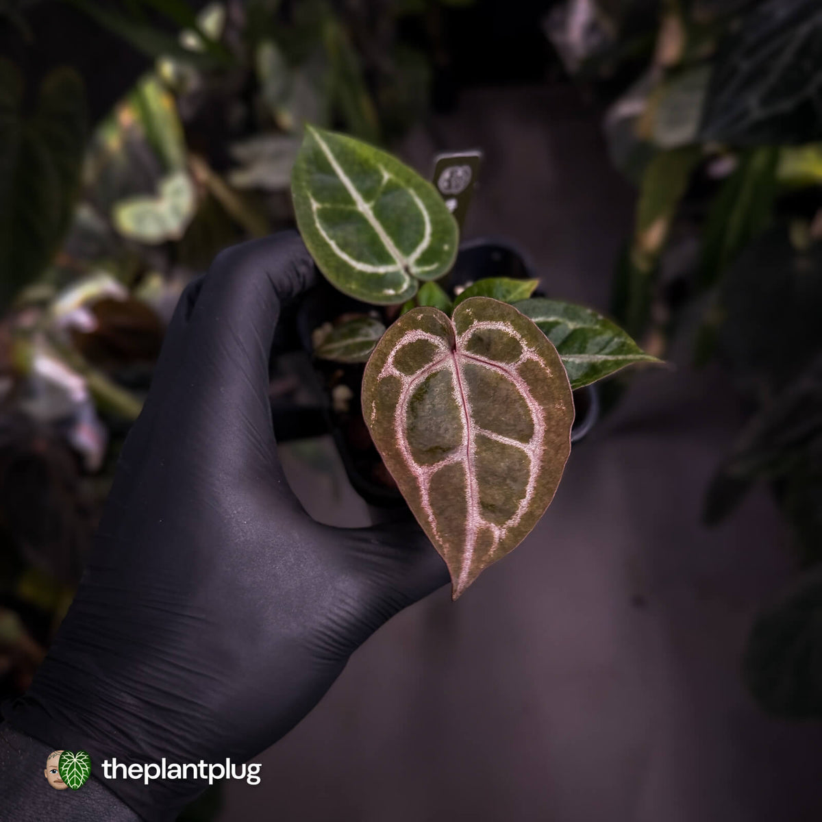Anthurium 'Red Crystal' (ex. Tezula) x 'Michelle' f2 • purple select