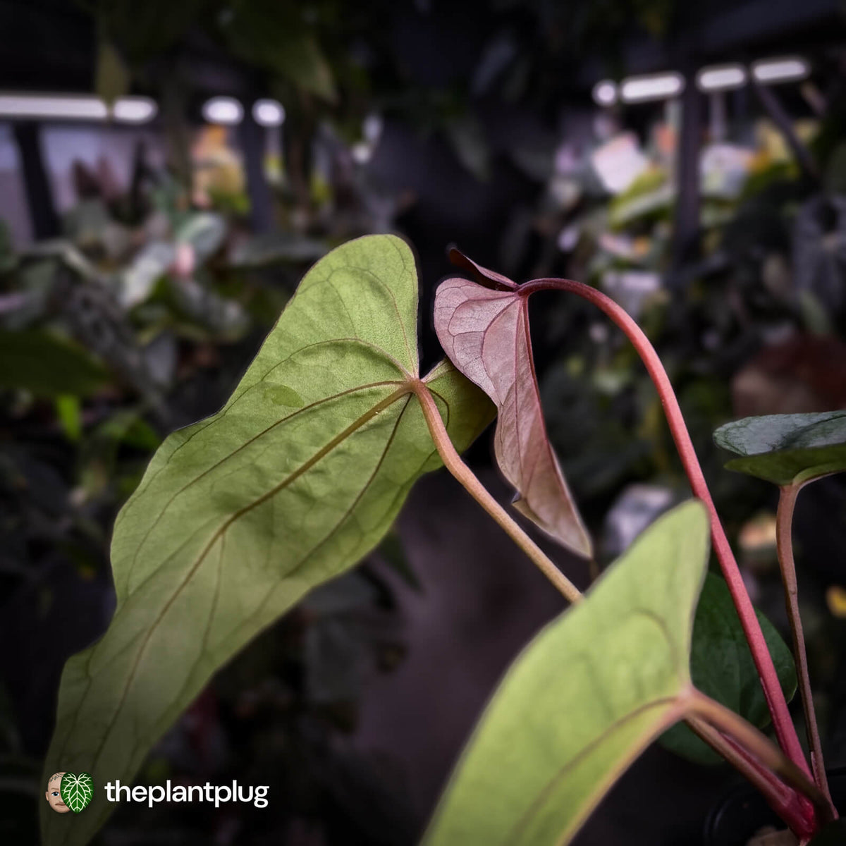Anthurium [(carla x dress 'RG') x pap 'RL' s1] '2' x [pap 'FS' x antolakii]
