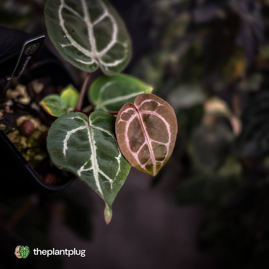 Anthurium 'Red Crystal' (ex. Tezula) x 'Michelle' f2