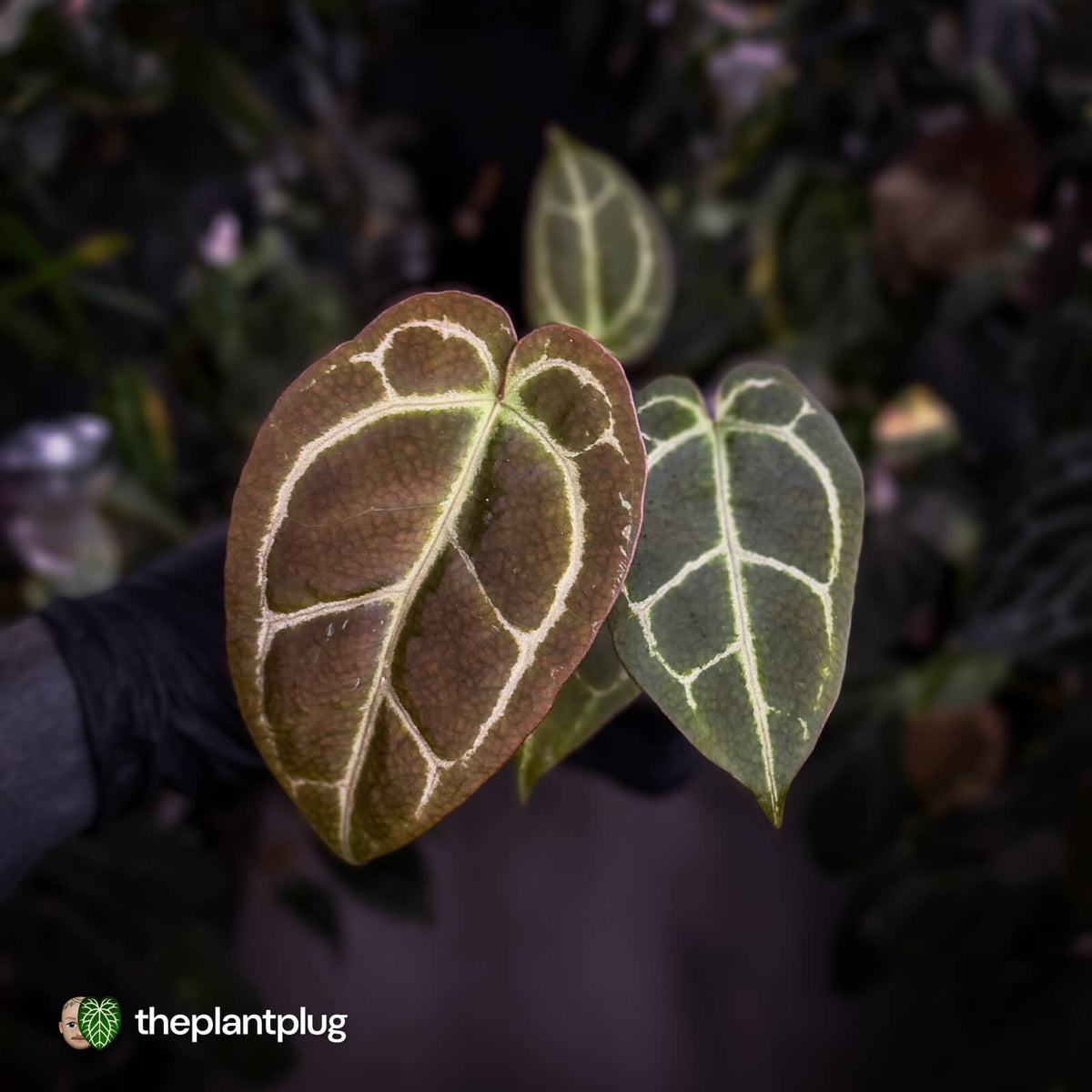 Anthurium 'Big Black Block' x 'Tim's Black'