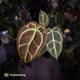 Anthurium 'Big Black Block' x 'Tim's Black'
