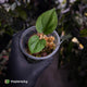 Anthurium kunayalense