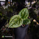 Anthurium 'Bloodmoon' x luxurians