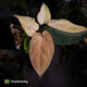 Anthurium 'Dropbear' x 'Jayda' • pastel variegated • pink veins