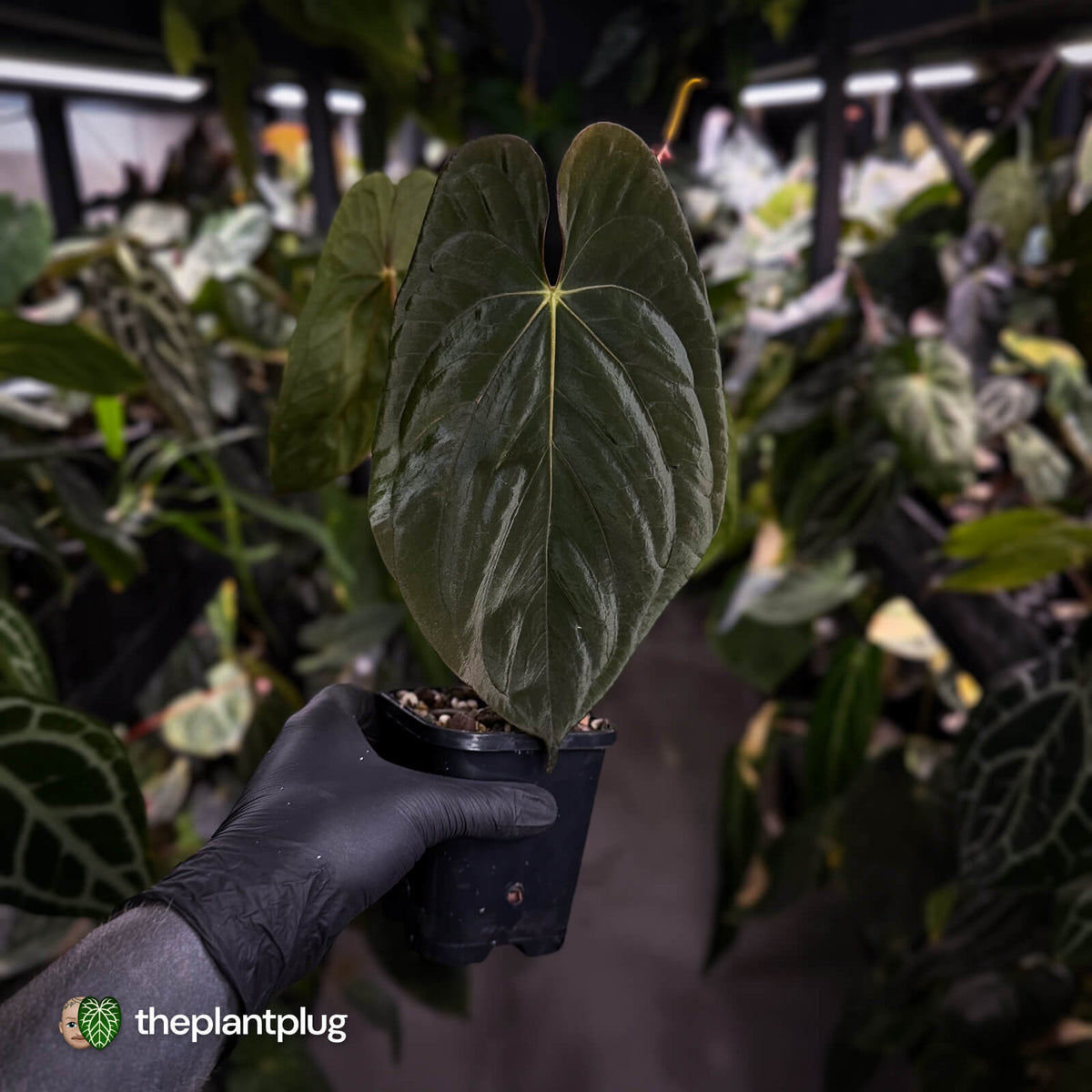 Anthurium #Lucifer