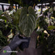 Anthurium #Lucifer