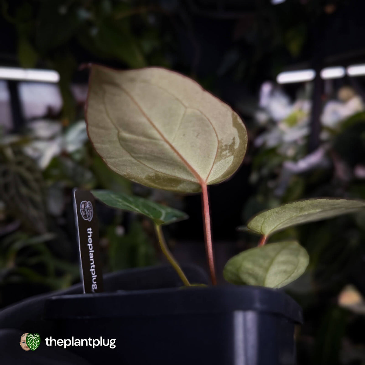 Anthurium 'Heinz' x Red Crystal