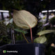 Anthurium 'Heinz' x Red Crystal