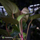 Anthurium ('Blackx' x 'Hoffx') x ('Black' x) • flat sinus + pink veins