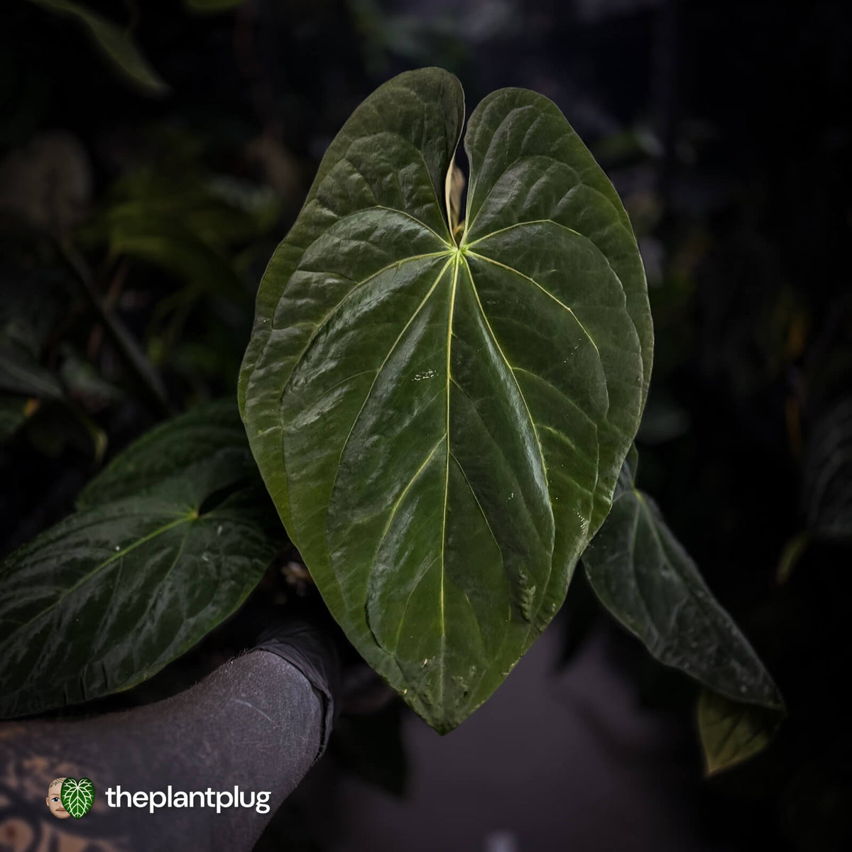 Anthurium (pap x dress, ex. JS) x antolakii ('Round' x 'RA1') • XXL plant