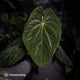 Anthurium (pap x dress, ex. JS) x antolakii ('Round' x 'RA1') • XXL plant