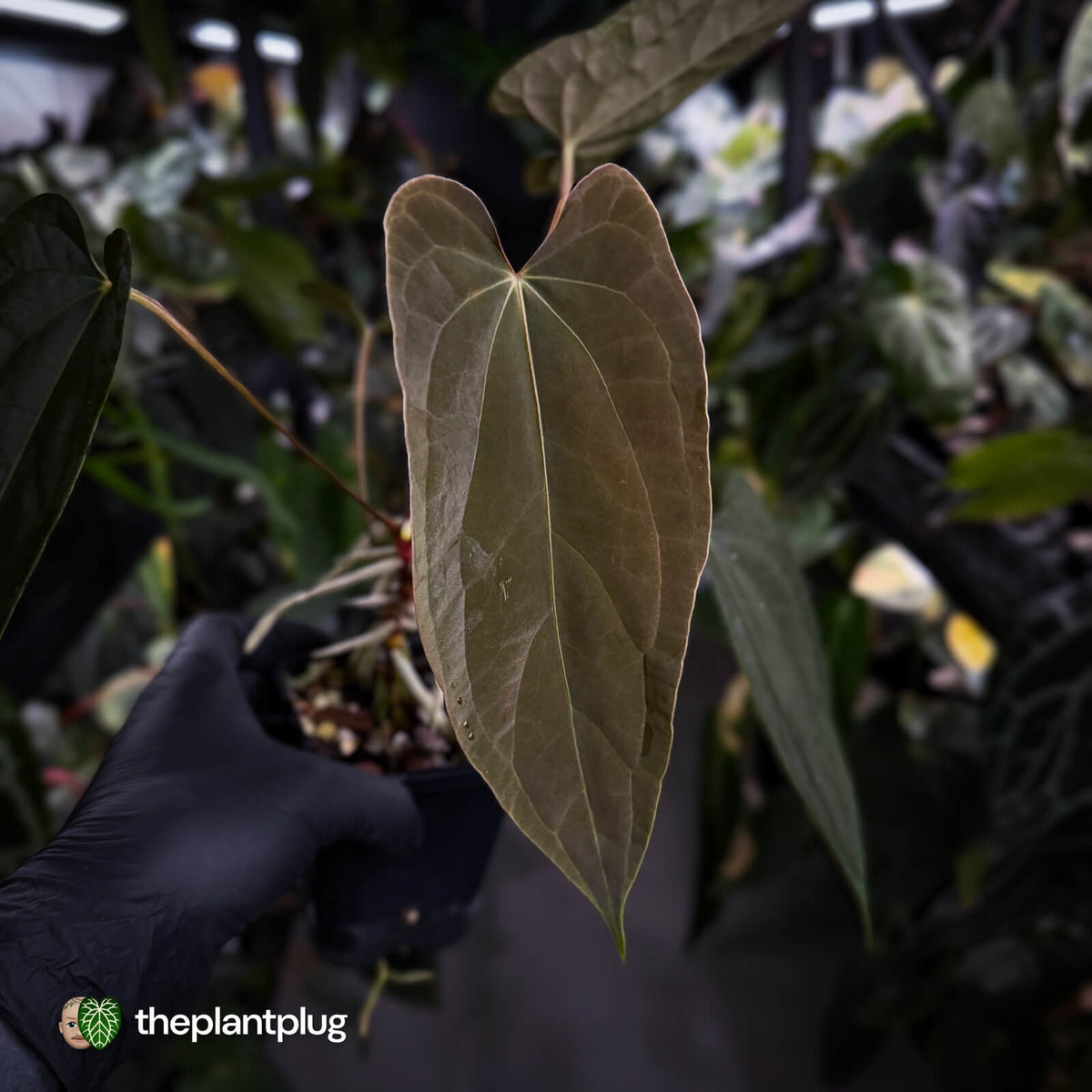 Anthurium 'Michelin Man' x (papillilaminum x luxurians)