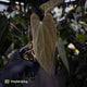 Anthurium 'Michelin Man' x (papillilaminum x luxurians)