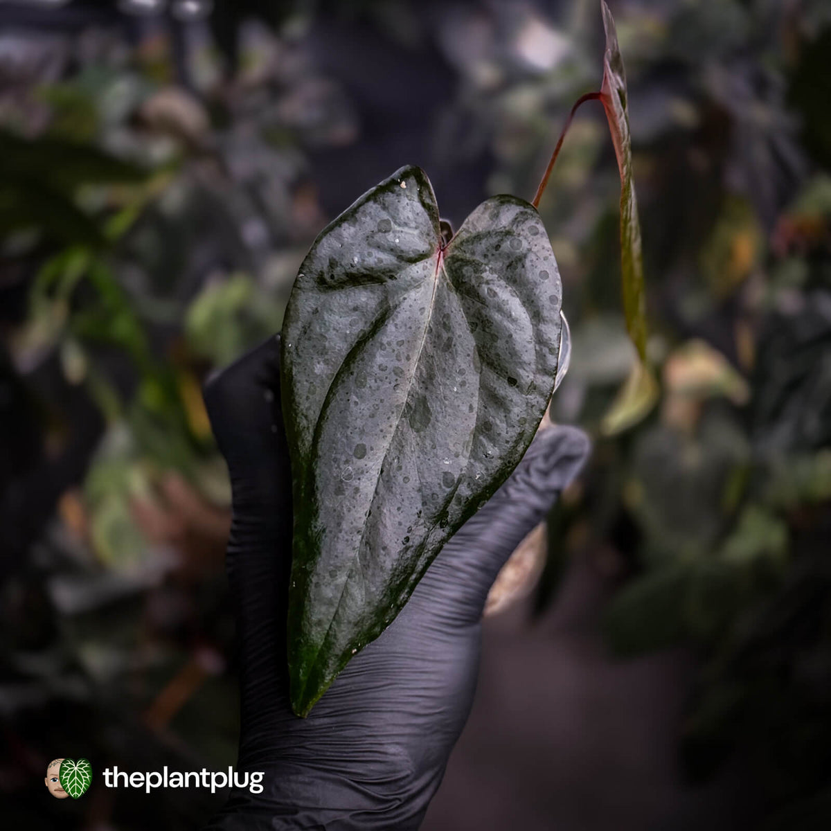 Anthurium 'Deadpool' • mother plant clone