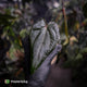 Anthurium 'Deadpool' • mother plant clone