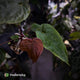 Anthurium #VolcanicAsh x (dressleri x #ReverseBlackCherry)