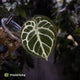 Anthurium 'Dorayaki Silver' x 'Waddle NOID'