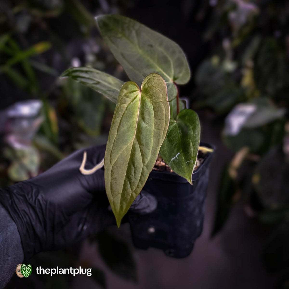 Anthurium #BlackCherry 'Red' x 'Jayda'