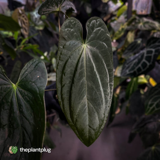 Anthurium #Lucifer