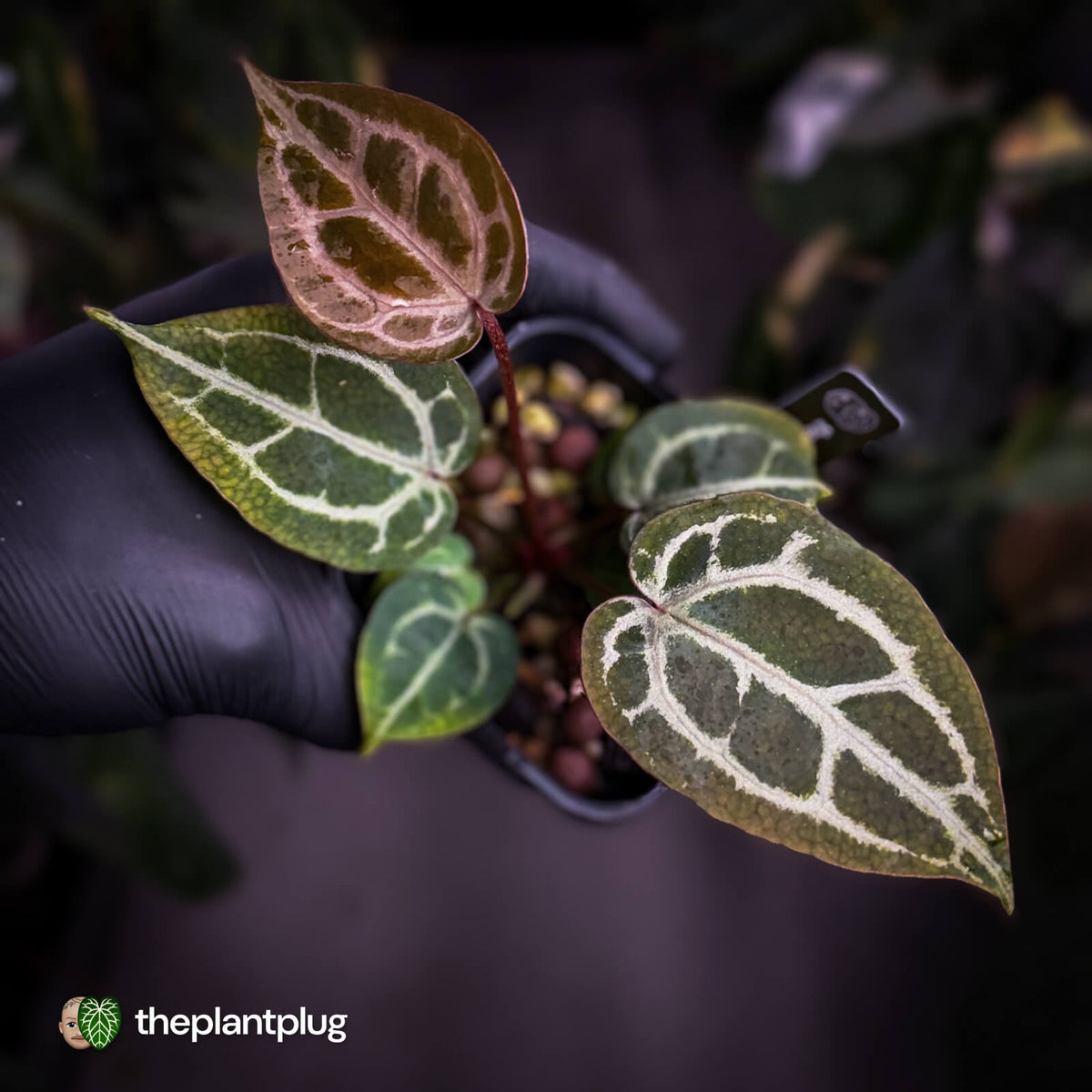 Anthurium 'Red Crystal' (ex. Tezula) x 'Michelle' f2