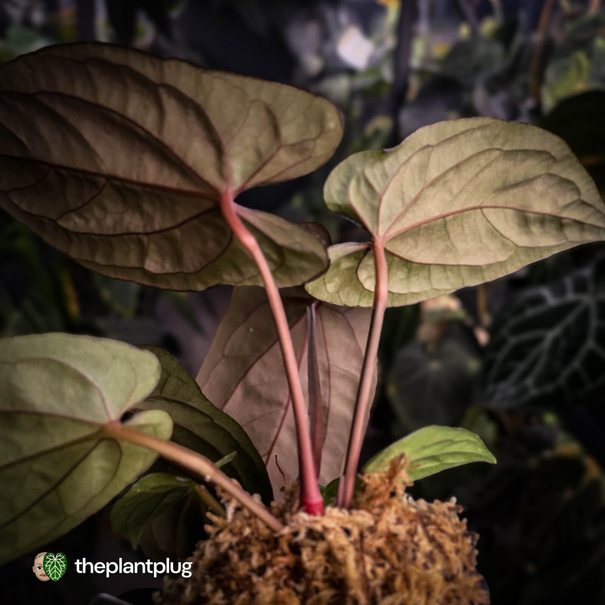 Anthurium [(carla x dress) x pap 'RL' s1] '2' x [pap 'FS' x antolakii] • select