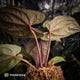 Anthurium [(carla x dress) x pap 'RL' s1] '2' x [pap 'FS' x antolakii] • select