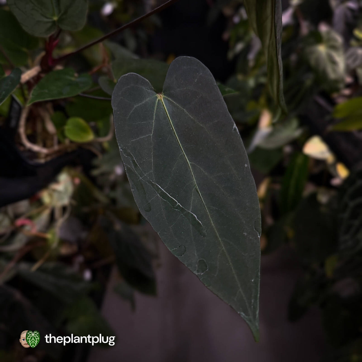 Anthurium 'Deadpool' x #VolcanicAsh • DARK!