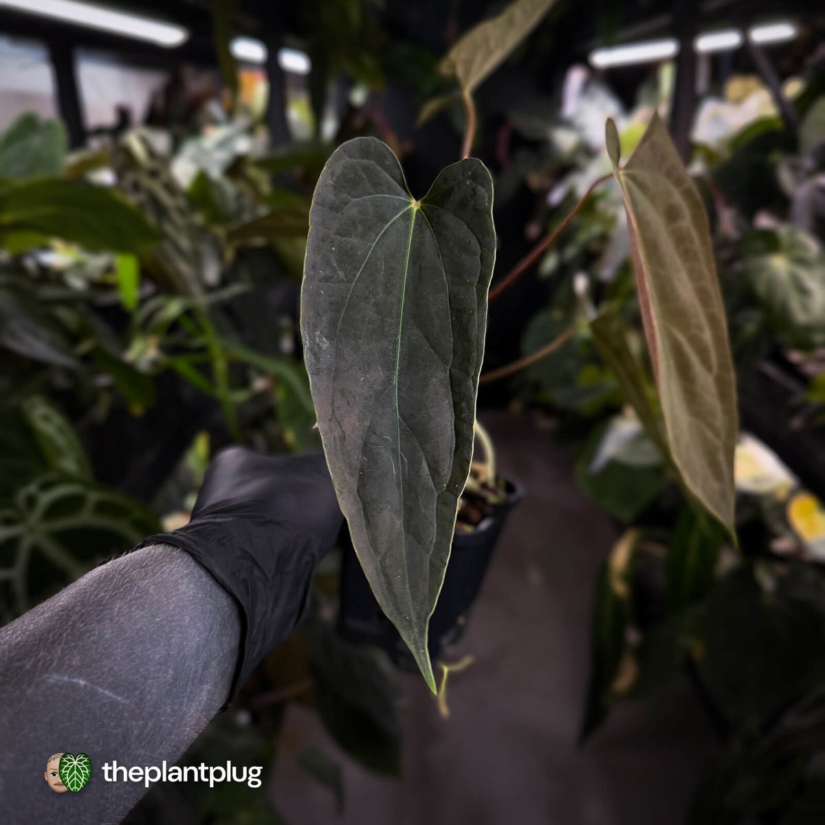 Anthurium 'Michelin Man' x (papillilaminum x luxurians)