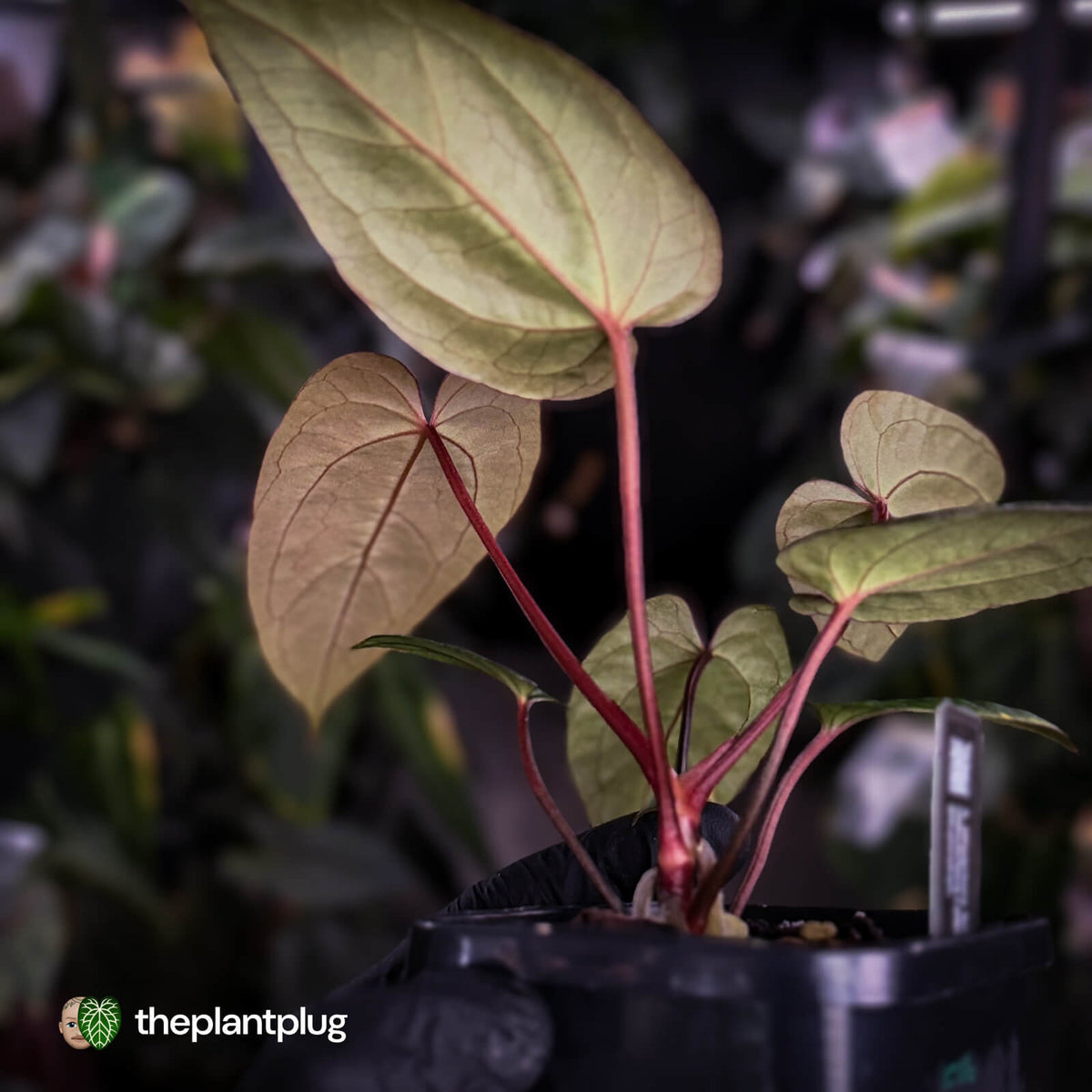 Anthurium #BlackCherry 'Red' x 'Jayda' • Insanely RED