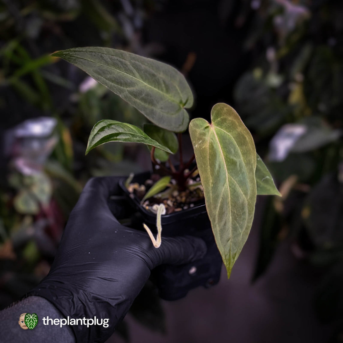 Anthurium #BlackCherry 'Red' x 'Jayda'