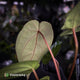 Anthurium carlablackiae x 'Wuhoo's First Night'