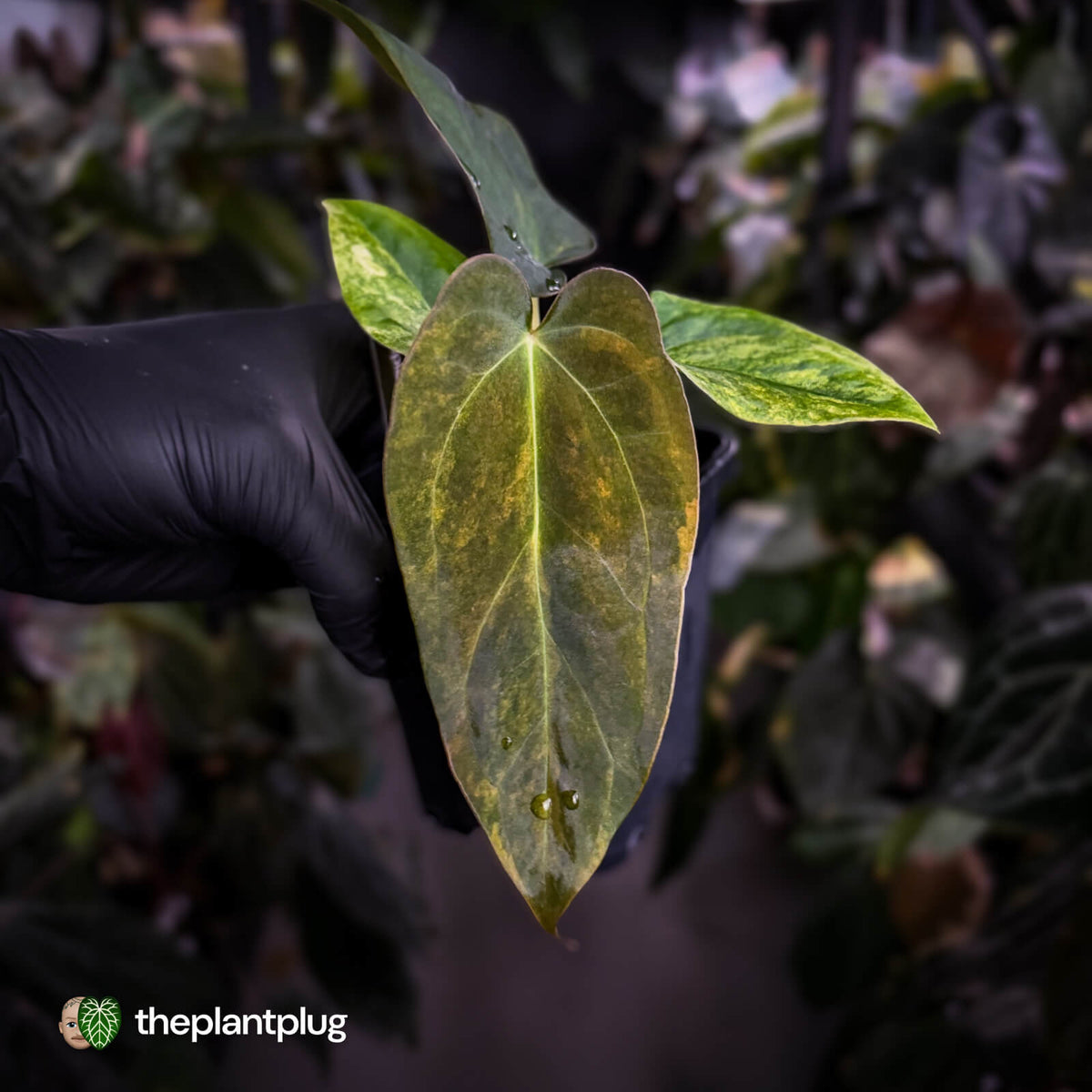 Anthurium 'Wolverine' x 'Loki' • variegated