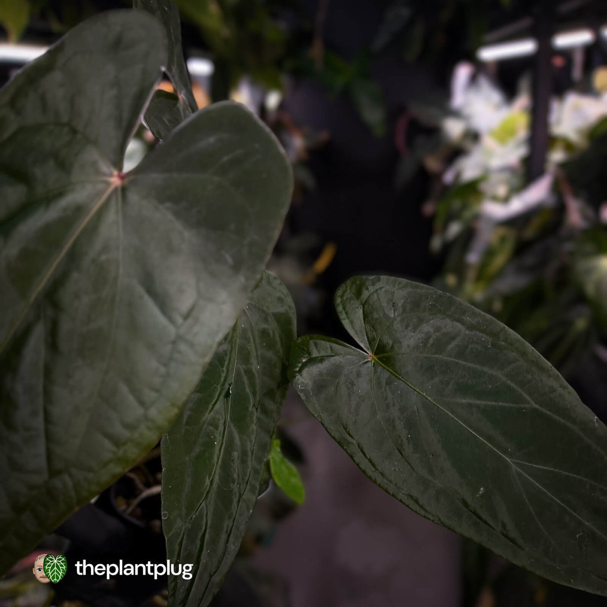 Anthurium 'Deadpool' x #Calculus '9' • holdback