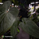 Anthurium 'Deadpool' x #Calculus '9' • holdback
