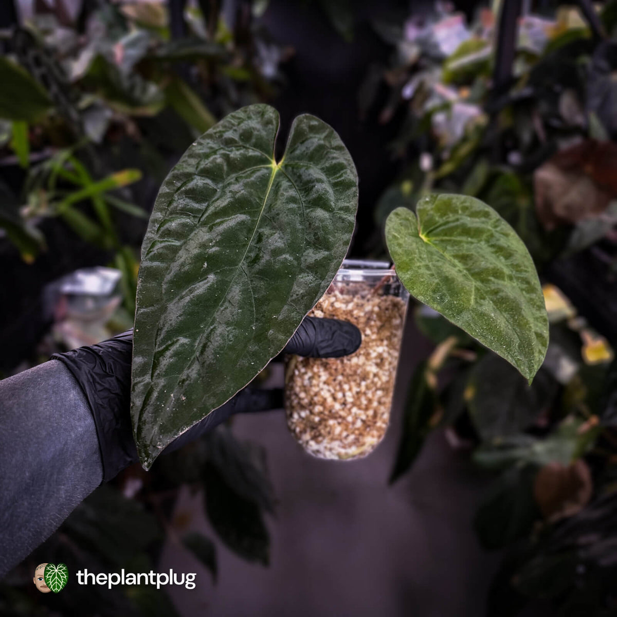 Anthurium papillilaminum x dressleri (ex. JS) f1 • mother plant clone