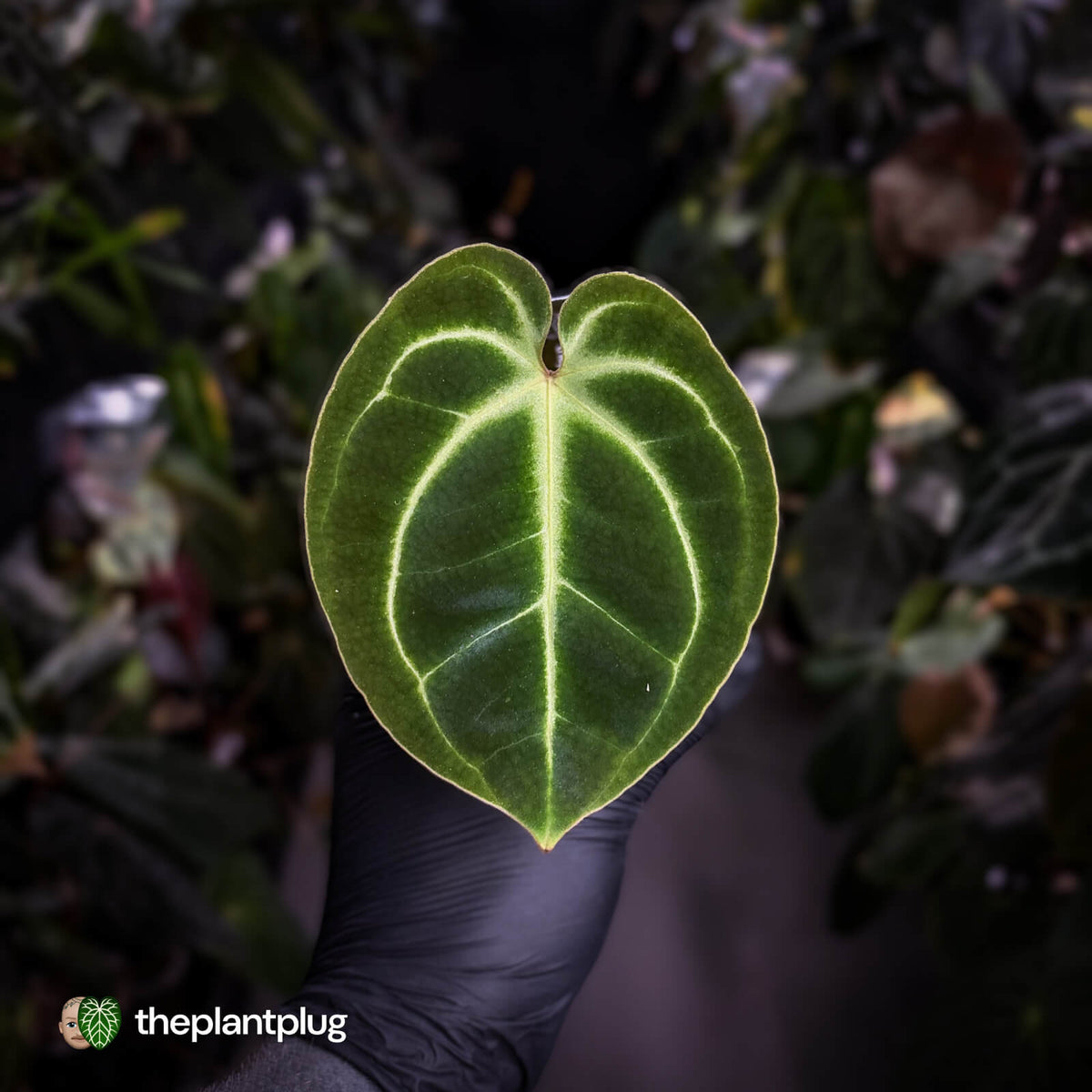 Anthurium besseae aff