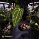 Anthurium [('Zara' x 'Michelle') x carlablackiae] x ['Black Widow' ('13' x '43')]