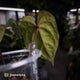 Anthurium #MidnightVelvet 'Deep Ruby'