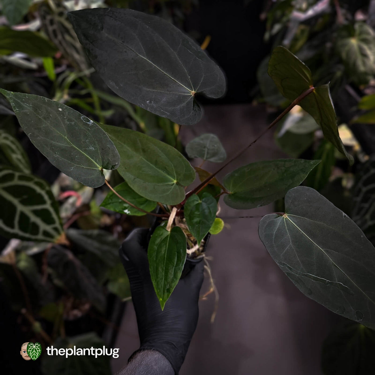 Anthurium 'Deadpool' x #VolcanicAsh • DARK!