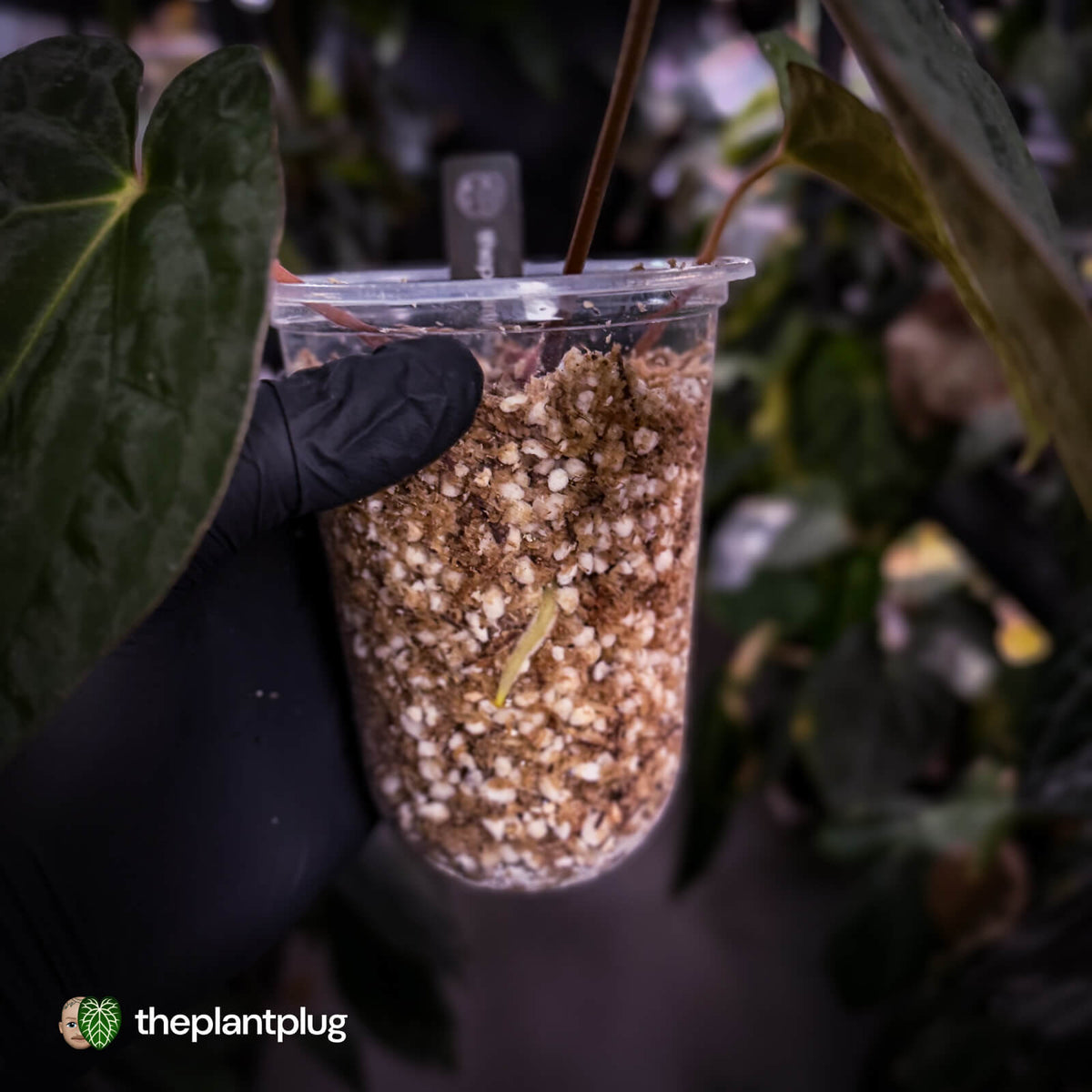 Anthurium papillilaminum x dressleri (ex. JS) f1 • mother plant clone