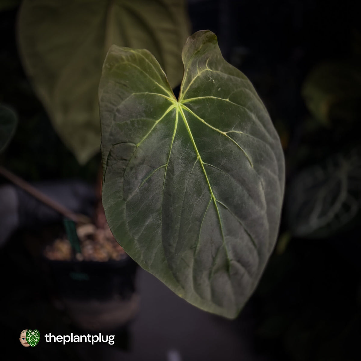 Anthurium (pap x dress, ex. JS) x antolakii ('Round' x 'RA1') • XXL plant