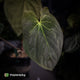 Anthurium (pap x dress, ex. JS) x antolakii ('Round' x 'RA1') • XXL plant