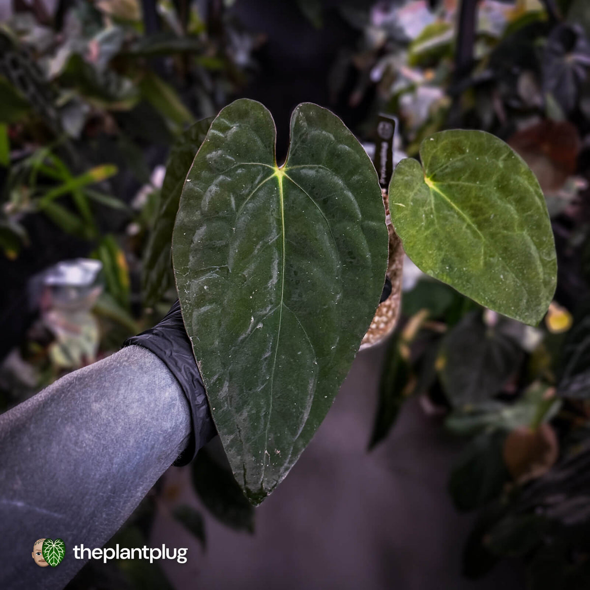 Anthurium papillilaminum x dressleri (ex. JS) f1 • mother plant clone