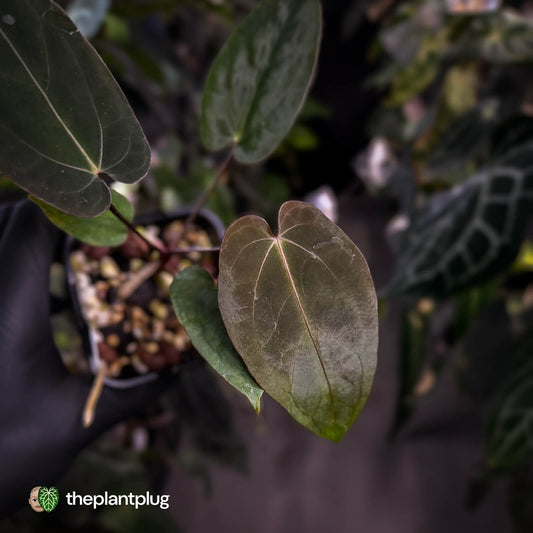 Anthurium #BlackCherry x (#BlackCherry x pap)