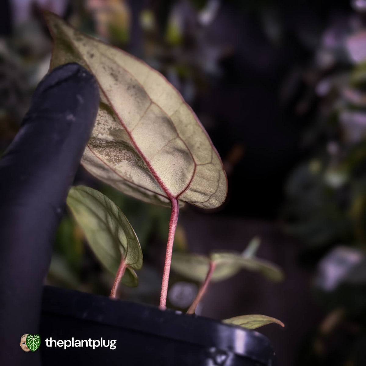 Anthurium 'Red Crystal' (ex. Tezula) x 'Michelle' f2