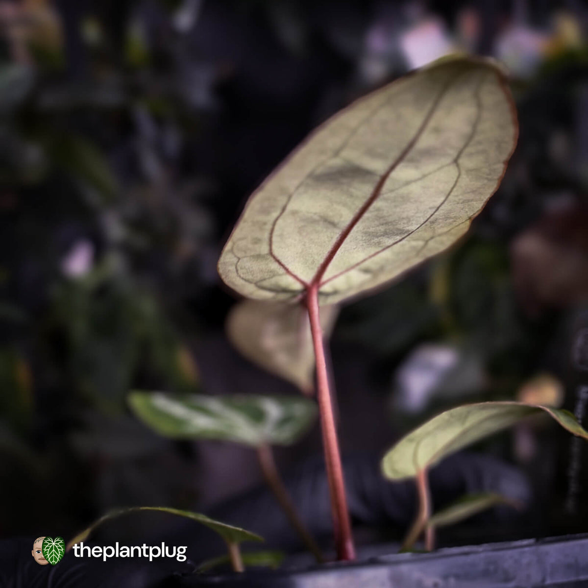 Anthurium 'Red Crystal' (ex. Tezula) x 'Michelle' f2